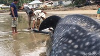 Petugas dari Balai Pengelolaan Sumberdaya Pesisir dan Laut (BPSPL) Padang yang berada di lokasi memperkirakan hiu tersebut terdampar karena pengaruh cuaca.