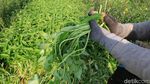Panen Kangkung di Desa Pesawahan Kabupaten Bandung Menurun
