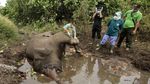 Petugas Lakukan Nekropsi Bangkai Gajah Liar di Riau