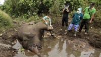 Seekor gajah liar betina berusia 25 tahun yang diberi nama Dita ditemukan mati di Kecamatan Pinggir, Kabupaten Bengkalis, Riau dengan kondisi sudah membusuk. Gajah ini sebelumnya pernah menjadi korban jerat di bagian kakinya. Petugas tim medis dari Balai Besar Konservasi Sumber Daya Alam (BBKSDA) Riau melakukan nekropsi terhadap bangkai gajah tersebut.