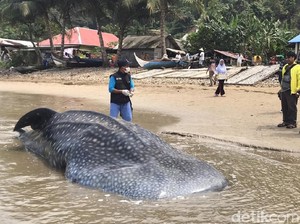 Seekor Hiu Paus Terdampar di Pantai Taluak Batuang