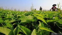 Sehingga solusi yang dilakukan petani adalah melihat kondisi pasar apakah membutuhkan atau tidak untuk dipasok, sehingga kangkung tidak mengalami penurunan harga jual.