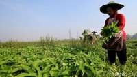 Saat kemarau seperti ini produktifitas kangkung mengalami penurunan.