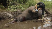 Koordinator LSM Rimba Satwa Foundatin (RSF), Zulhusni kepada detikcom, Senin (7/10/2019) mengatakan pihaknya mengetahui bahwa gajah yang mati merupakan gajah bernama Dita karena kaki depannya yang terluka. Si gajah dulunya ditemukan dalam kondisi terkena jerat yang dipasang warga tak bertanggung jawab.