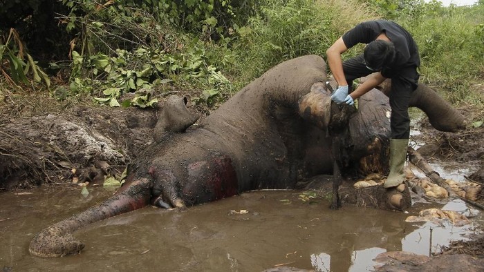 Bangkai gajah Sumatera (elephas maximus sumatranus) liar dikerumuni lalat di kawasan Suaka Margasatwa Balai Raja, Kabupaten Bengkalis, Riau, Selasa (8/10/2019). Gajah betina yang diberi nama Dita itu terkena jerat pada 2014 di Balai Raja sehingga tapak kaki depan kirinya buntung, sebelum akhirnya ditemukan mati pada Senin (7/10/2019), dan penyebab pasti kematian belum diketahui. ANTARA FOTO/Hadly Vavaldi/FBA/ama.