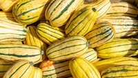 Labu delicata adalah labu musim panas yang dipanen saat musim dingi. Bentuknya lonjong dengan warna krem dan garis pada kuitnya. Tidak seperti labu lainnya, labu delicata memiliki kulit yang tipis lembut dan bisa dimakan secara langsung. Foto: iStock