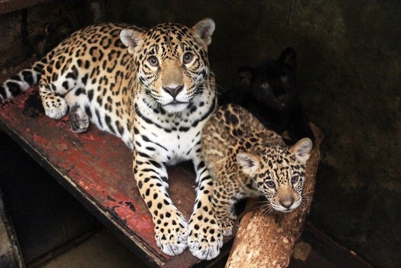 Taman Safari Prigen Pasuruan Menanti Kelahiran Bayi Singa