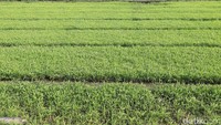 Sisanya dijual dan dipesan langsung oleh pedagang sayur.