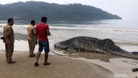 Sebelumnya Hiu yang masuk kategori dilindungi itu sempat masuk dalam alat penangkap ikan jenis pukat, milik nelayan setempat.