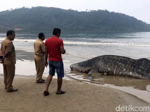 Setelah Sehari Terdampar, Hiu Paus di Sumbar Akhirnya Mati