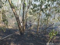 Kebakaran Hutan di Gunung Tambora Terus Terjadi 