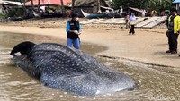 Hingga kini belum ada langkah yang akan dilakukan terhadap bangkai ikan tersebut.  Petugas Balai Pengelolaan Sumberdaya Pesisir dan Laut (BPSPL) dan warga setempat masih membicarakan beberapa opsi yakni dibenamkan di laut lepas, dibakar atau dikuburkan.
