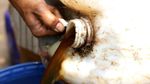 Bisa Ditiru, Warga Kumpulkan Urine Kambing Jadi Pupuk Organik