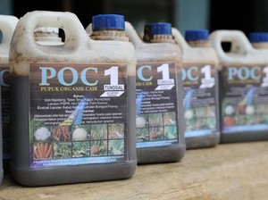 Inovasi Urine Kambing dari Lampung Mampu Suburkan Pertanian