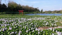 Hamparan tumbuhan eceng gondok di tepian Sungai Opak tiba-tiba menjadi tempat wisata yang ngehits di Bantul, Yogyakarta. Namanya, Kalinampu Natural Park. (Pradito/detikcom)