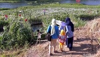 Setibanya di Kalinampu Natural Park, mata pengunjung akan dimanjakan dengan hamparan bunga eceng gondok yang tengah bermekaran. Itu membuat tepian Sungai Opak berwarna ungu dan putih. (Pradito/detikcom)