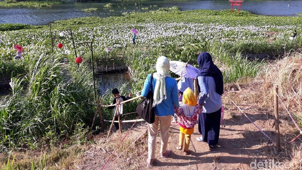 Setibanya di Kalinampu Natural Park, mata pengunjung akan dimanjakan dengan hamparan bunga eceng gondok yang tengah bermekaran. Itu membuat tepian Sungai Opak berwarna ungu dan putih. (Pradito/detikcom) Setibanya di Kalinampu Natural Park, mata pengunjung akan dimanjakan dengan hamparan bunga eceng gondok yang tengah bermekaran. Itu membuat tepian Sungai Opak berwarna ungu dan putih. (Pradito/detikcom)
