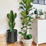 20 Tanaman Hias Indoor yang Populer dan Mudah Dirawat (Bagian 1)