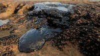 Tumpahan minyak tersebut diketahui telah mencemari kawasan pantai Brasil sejak beberapa minggu yang lalu. Stringer via Reuters.