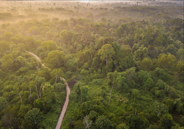 Mentari Pagi di Hutan Tesso Nilo