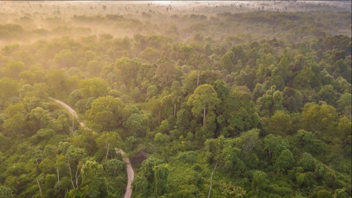 Mentari Pagi di Hutan Tesso Nilo