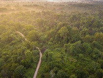 Tesso Nilo: Dilema Manusia, Gajah, dan Hutan
