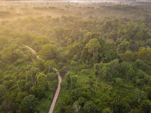 Tesso Nilo: Dilema Manusia, Gajah, dan Hutan