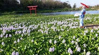 Kamu juga bisa menyewa properti berupa pakaian khas Jepang, Yukata lengkap dengan payungnya. Jadilah foto ala-ala seperti di Jepang. (Pradito/detikcom)