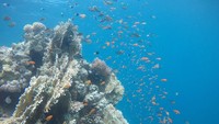 Saking jernih airnya, kamu bahkan juga bisa melihat keindahan biota laut dari permukaan tanpa perlu snorkeling atau menyelam (Twitter)