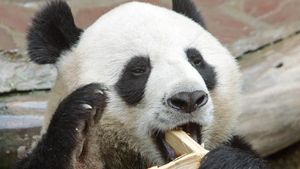 Panda Chuang Chuang Mati Mendadak di Thailand, Diduga Gagal Jantung