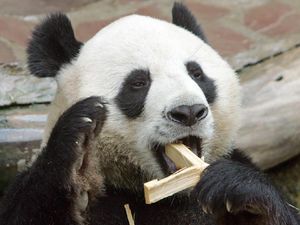 Panda Chuang Chuang Mati Mendadak di Thailand, Diduga Gagal Jantung