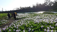 Banyak anak-anak muda yang menyerbu destinasi ini. Rata-rata sehari bisa 100 pengunjung datang ke sini, kalau weekend lebih banyak lagi. (Pradito/detikcom)