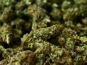 Kata Peneliti Soal Tantangan Riset Ganja Medis di Indonesia