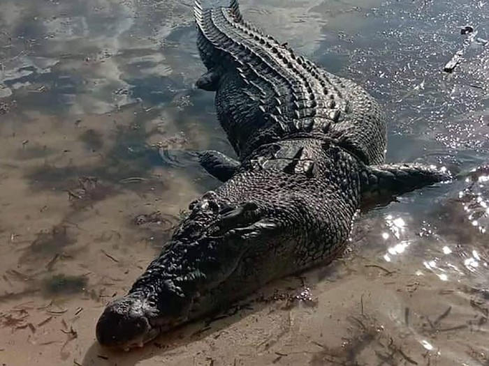 The huge saltwater crocodile killed a Philippines fisherman after snatching him from his boat, local authorities said on Oct 10, the latest in a series of attacks terrorising a remote southern island.  (Photo: AFP/MIMAROPA POLICE/Handout)
Read more at https://www.channelnewsasia.com/news/asia/huge-saltwater-crocodile-kills-fisherman-philippine-island-11988568