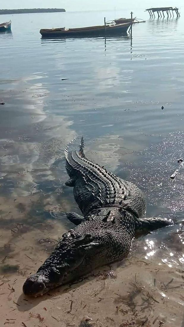 Buaya raksasa serang nelayan di Filipina