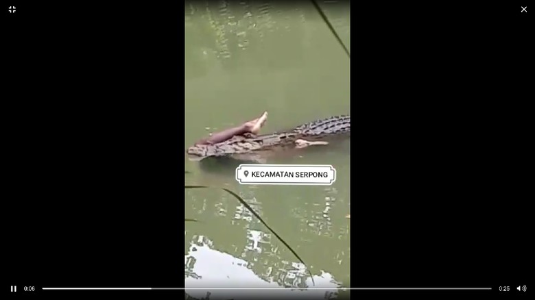Viral Video Buaya Seret Mayat Manusia di Serpong, Dipastikan Hoax Viral Video Buaya Seret Mayat Manusia di Serpong, Dipastikan Hoax