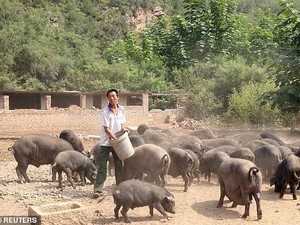 Babi Bikin Orang China Jadi Tajir, Begini Pangsa Pasarnya