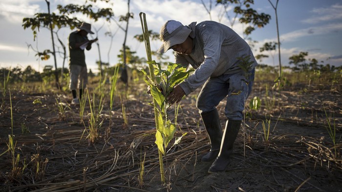 A reforestation assistant measures a newly-planted tree in a field damaged during illegal gold mining in Madre de Dios, Peru, on March 29, 2019. Since the project began three years ago, the team has planted more than 42 hectares (115 acres) with native seedlings, the largest reforestation effort in the Peruvian Amazon to date. The group is in discussion with Peru’s government to expand their efforts. (AP Photo/Rodrigo Abd)