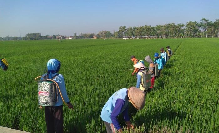 Foto: Dok Kementan Foto: Dok Kementan