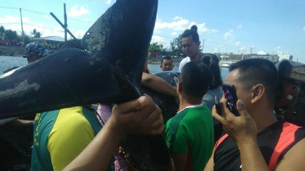  Seekor lumba-lumba terdampar di Pantai Cempae, Kecamatan Soreang, Parepare, Sulsel.