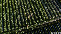 Petak sawah Sembalun yang cantik dilihat dari ketinggian (Muhammad Zaky Fauzi Azhar/detikcom)