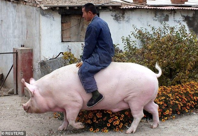 5 Fakta Babi Jumbo Seberat 500 Kg yang Kini Dikembangkan China
