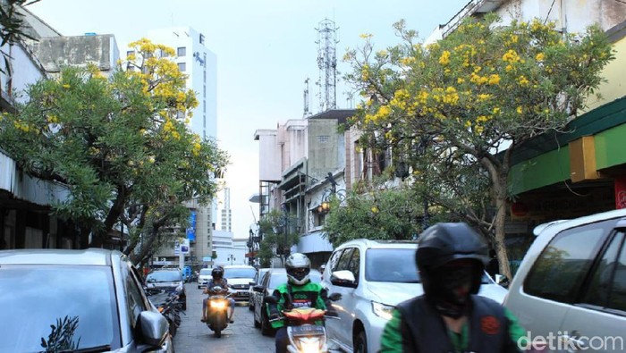 Bunga Tabebuya di Jalan Braga