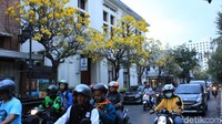 Mereka yang datang mengetahui mekarnya bunga tabebuya di Jalan Braga dari unggahan warganet yang ramai di linimasa media sosial (Reta Amaliyah Shafitri/detikcom)