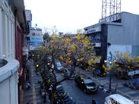 Bunga Tabebuya Hiasi Sepanjang Jalan Braga