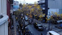 Tak heran, banyak yang sengaja datang ke Jalan Braga untuk sekadar berswafoto dengan latar belakang kecantikan pohon Tabebuya (Reta Amaliyah Shafitri/detikcom)