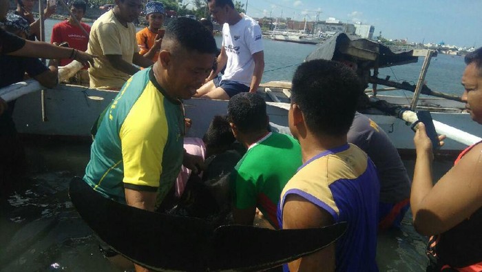 Lumba-lumba Terluka Terdampar di Pantai Cempae Parepare