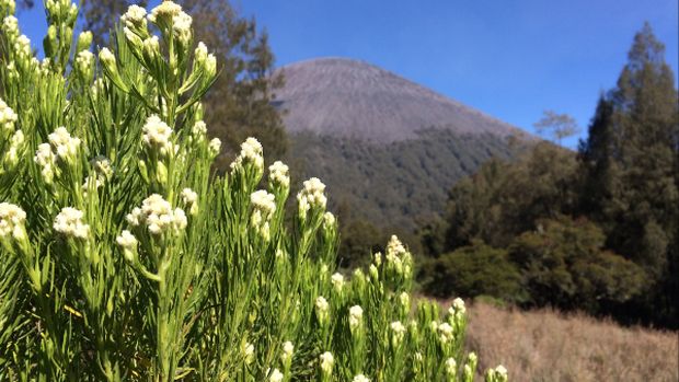 Edelweiss dan hutan cemara Mahameru