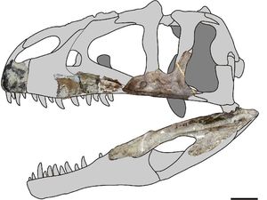 Fosil Dinosaurus Bergigi Hiu Ditemukan di Thailand