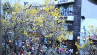 Spesies yang menghiasi Jalan Braga adalah tabebuya kuning (Handroanthus chrysotrichus). Banyak yang mengira, bunga Tabebuya berasal dari Jepang karena bentuknya mirip Sakura (Reta Amaliyah Shafitri/detikcom)
